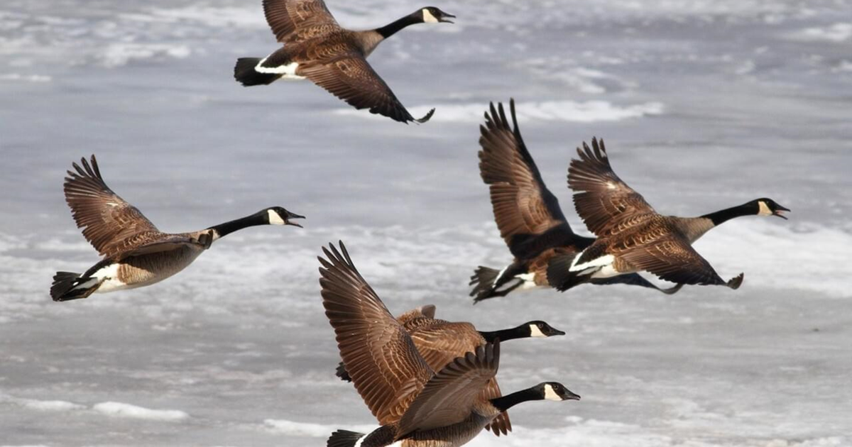 Canada goose migration shop 2019