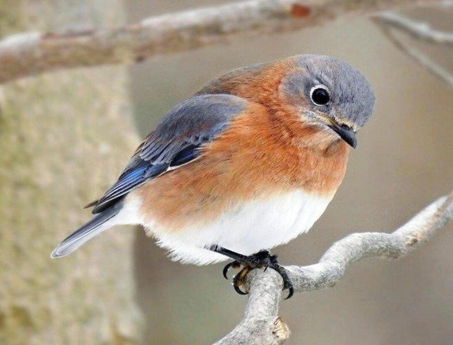 Eastern Bluebirds and thrush species in Florida, Real Estate