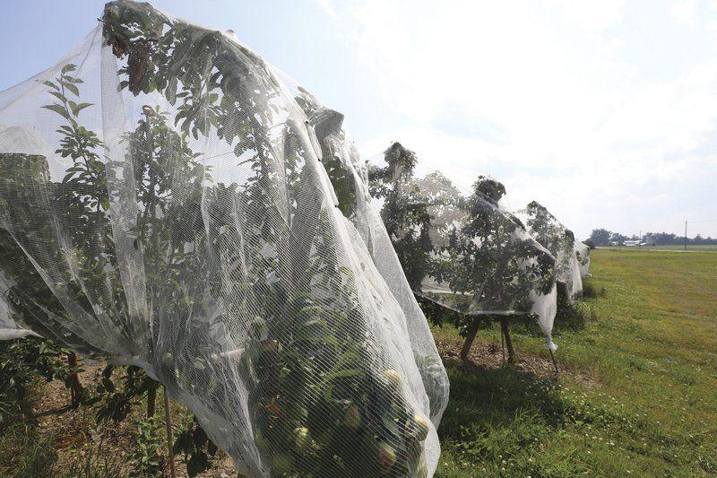Apple tree netting protects North Country crops Local News