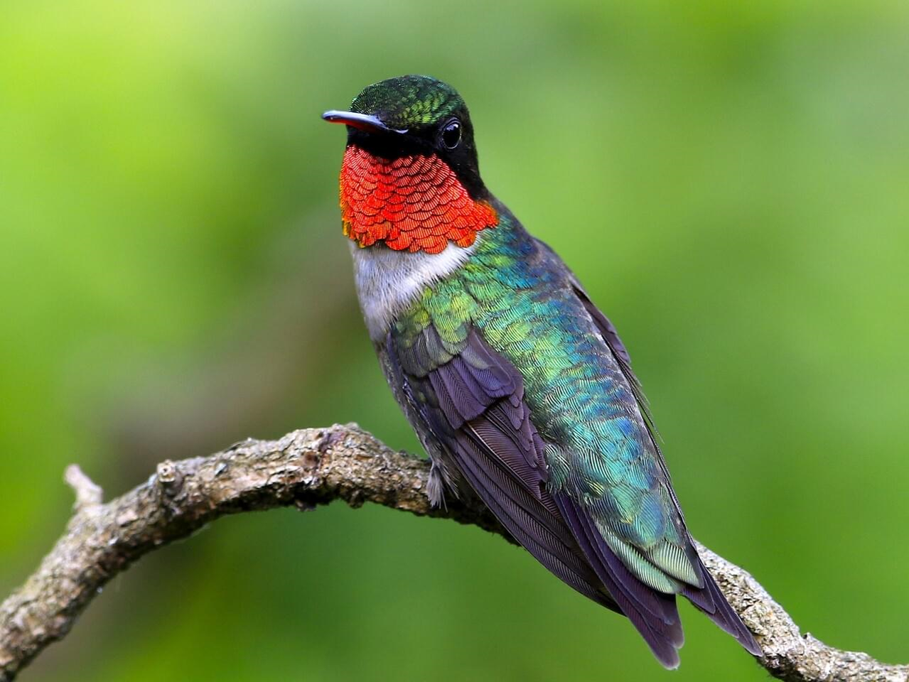 cornell ornithology hummingbird food