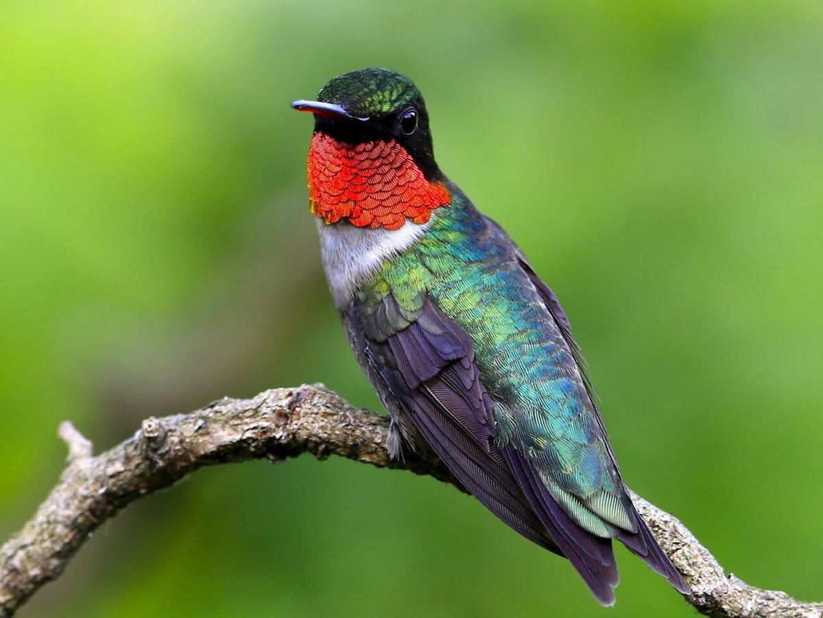 ruby throated hummingbird migration