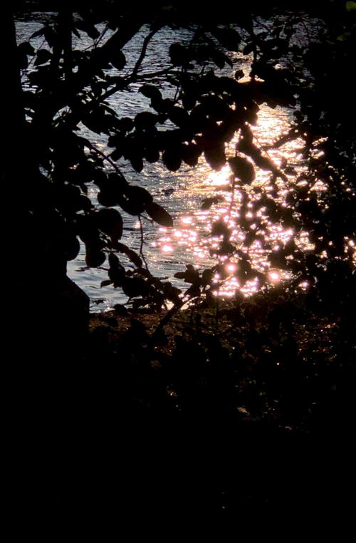 Saranac Shimmer