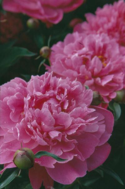 images_sizedimage_175203012