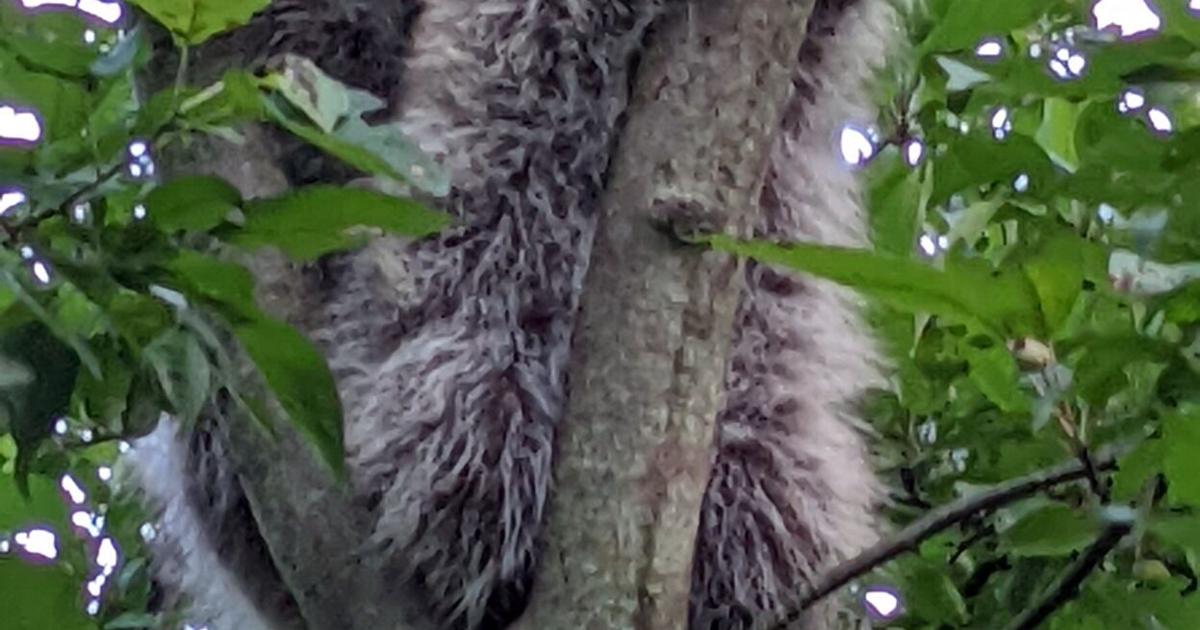 Peru Raccoons Scenes from the North Country: Peru Raccoons | News | pressrepublican.com