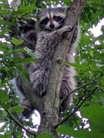 Scenes from the North Country: Peru Raccoons