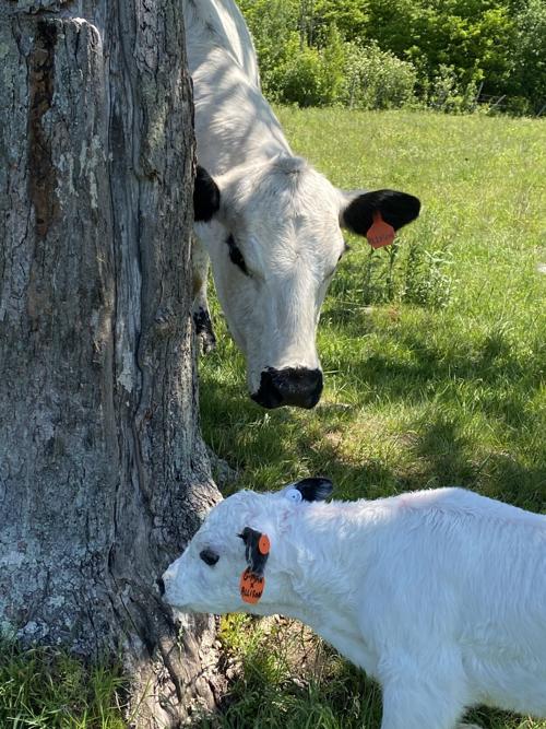 Scenes from the North Country: Mother and Baby