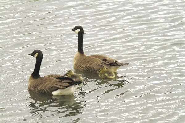 Humane Society weighs in on goose killing pressrepublican