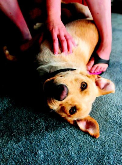 Golden Retriever Puppies Maryland Craigslist - Golden Retriever Puppies