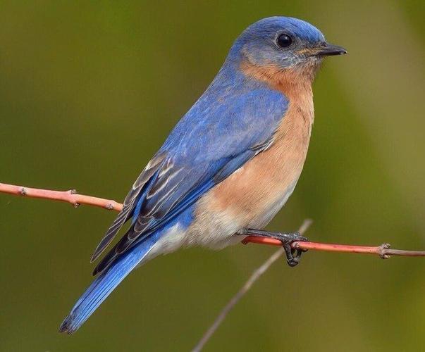 Fledging bluebirds: A few things to know - Avian Report