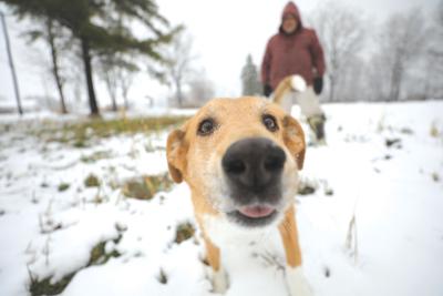 Man And Pup Enjoy Dog Days Of Winter News Pressrepublican Com