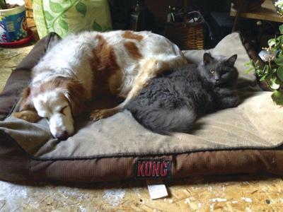 Spca Looks Forward After Adirondack Humane Society Closure Local