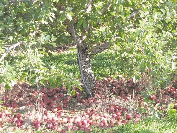 Our Apples  Chazy Orchards in Chazy, NY