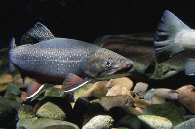 DEC releases trout stream plan