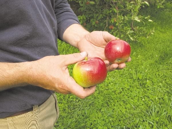 Hope Orchards - McIntosh and Cortland apples- That is what
