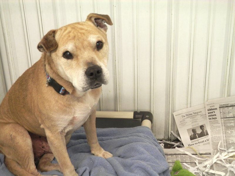 morton buildings dog kennels