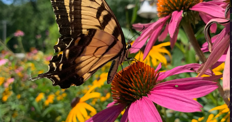 Bee Wild Contest to fund pollinator gardens - Vimarsana News