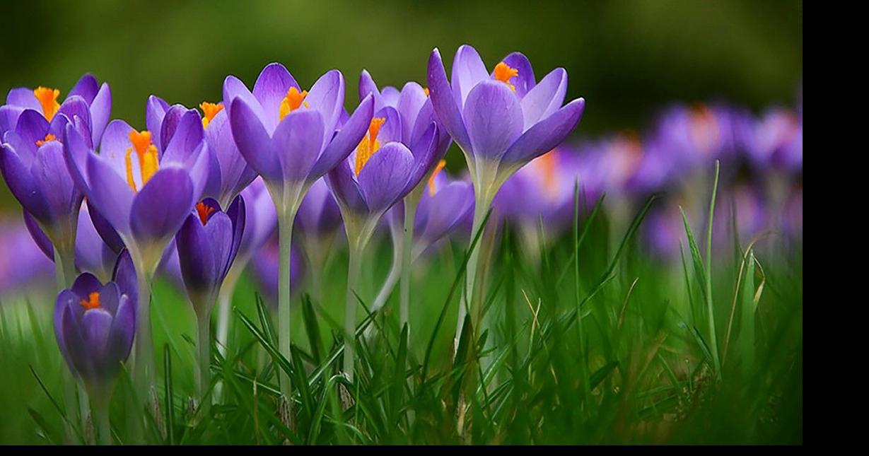 Cornell Ag Connection: Crocuses ring in the flower season