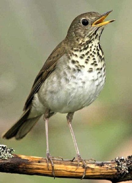 songbird species