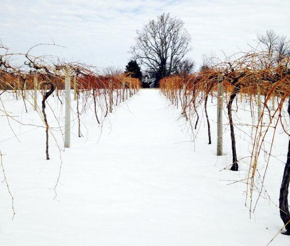 Adirondack Coast a hotbed for cold climate grapes