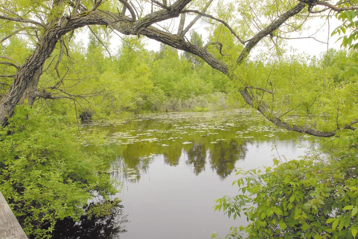 Lake Alice 100 years old Local News