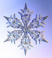 Cornell Ag Connection: The beauty of a snowflake