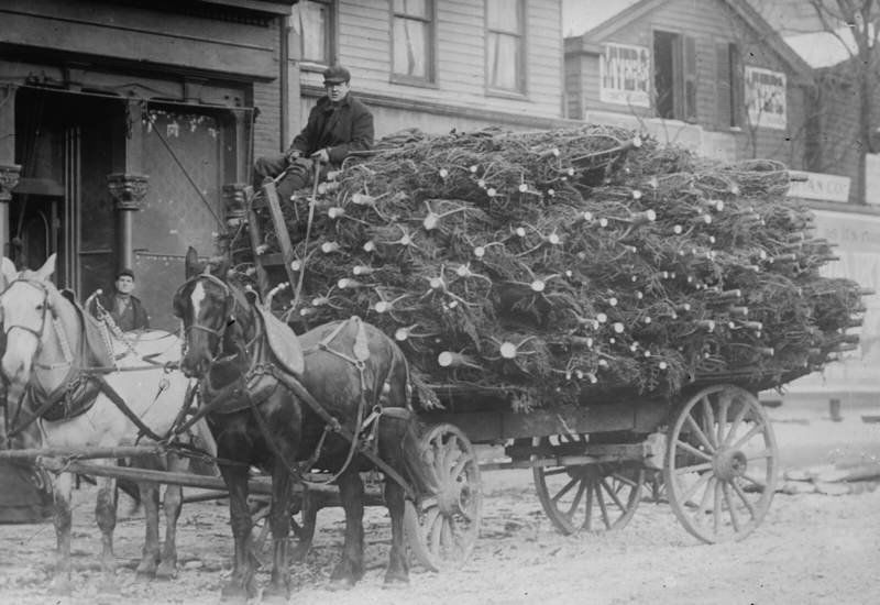 A Look at the Origins and History of Christmas Trees Opinion