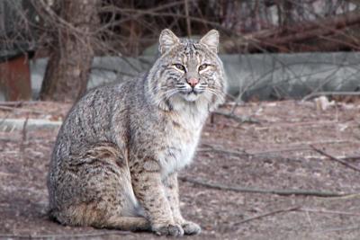 Bobcat Sighting Community News Primepublishers Com