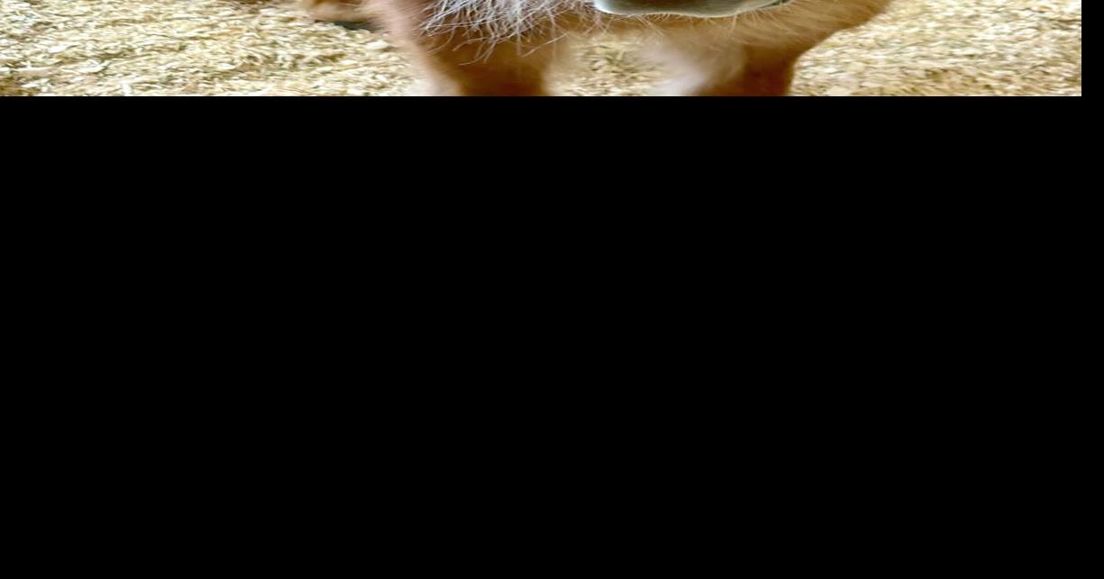 HORSE of Connecticut Volunteer Day Set for March 28