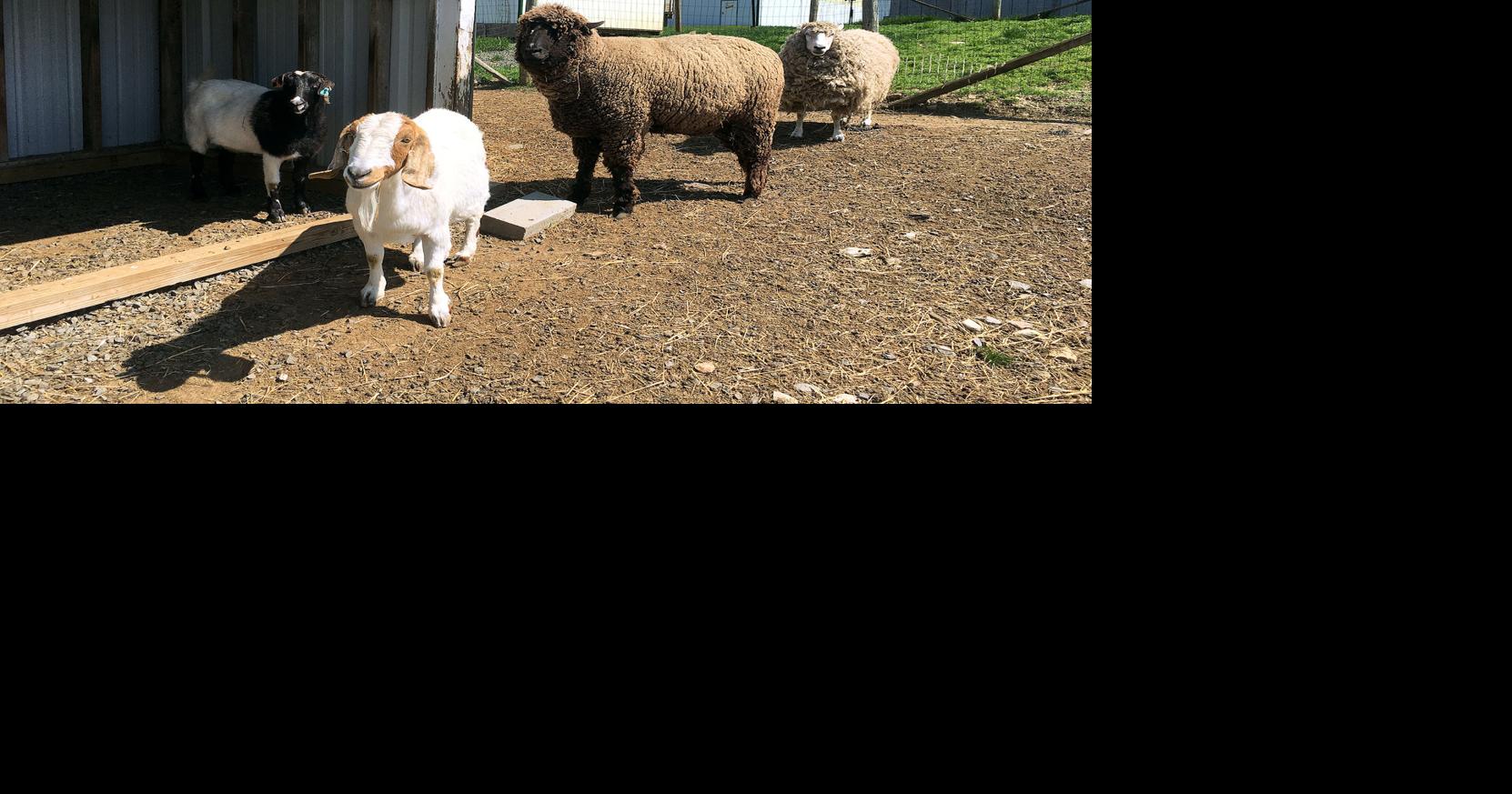 Spring Open House at Toplands Farm Living History Event Community Events