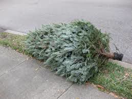 Tree Pick-up Slated
