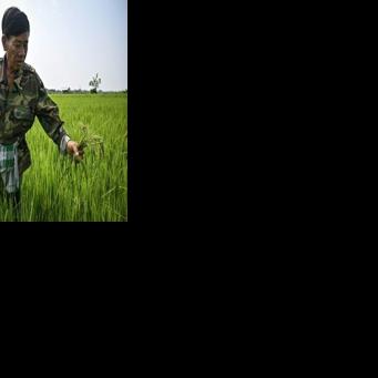 Thai farmers pin hopes on microbes to end annual burning crisis