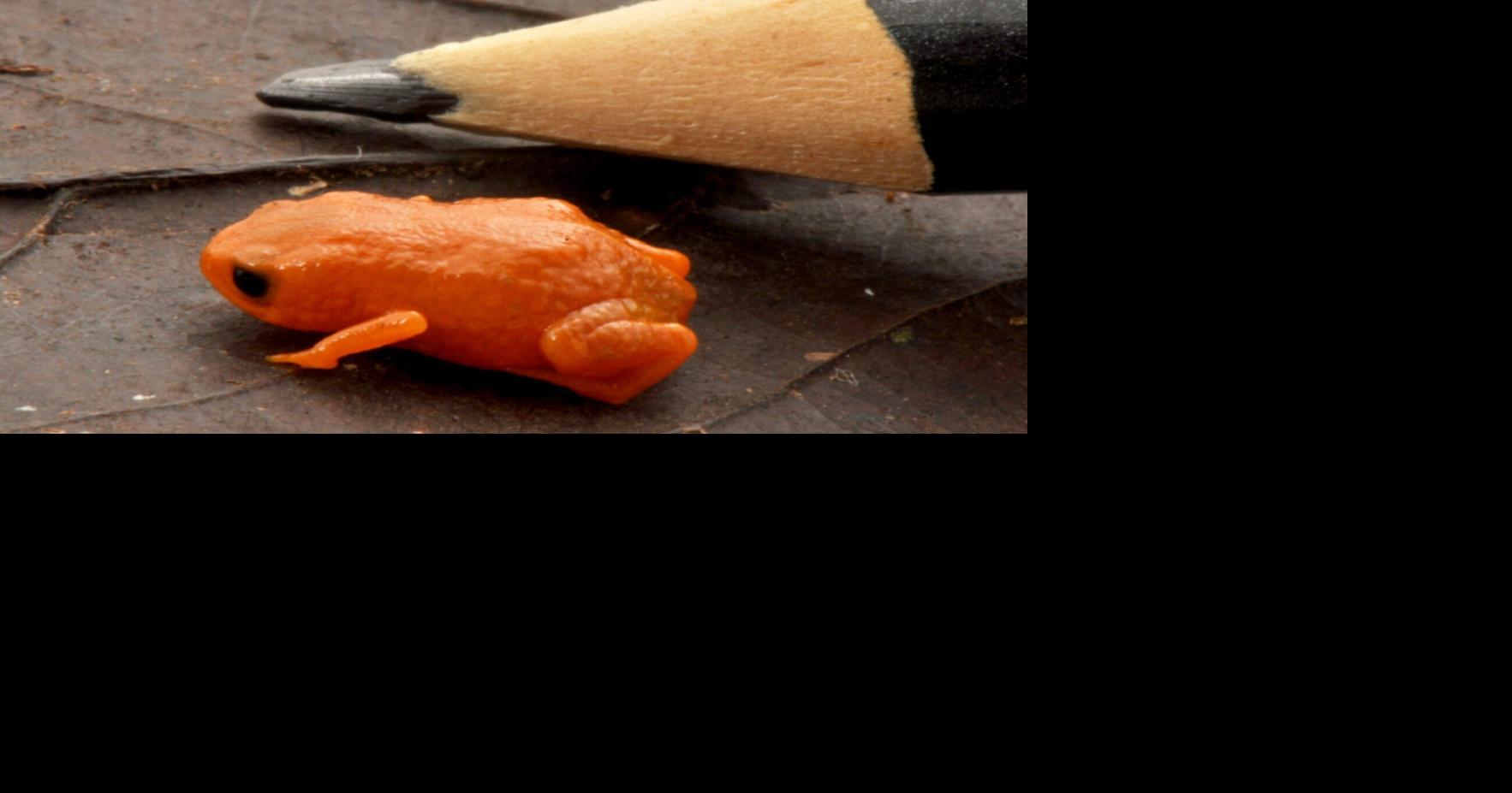 New species of tiny frog size of top of pencil found in Brazil