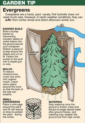 Protect your new evergreens with burlap wrap