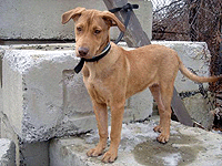 Vizsla hot sale shepherd mix