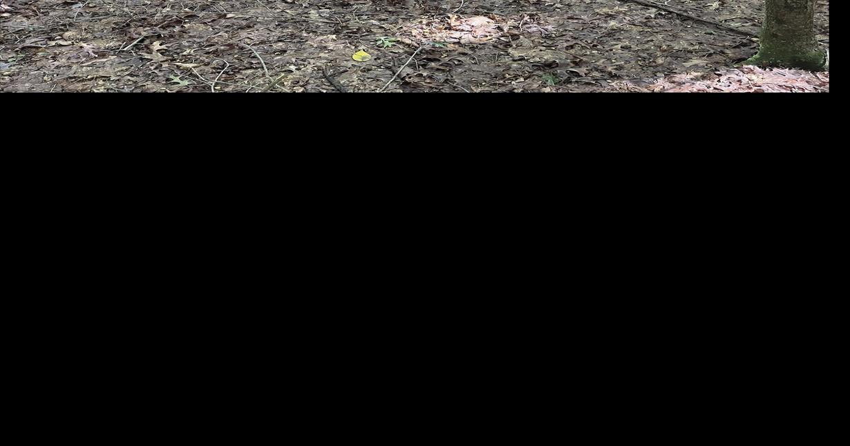 Roxbury Land Trust Receives Generous Land Donation Community News