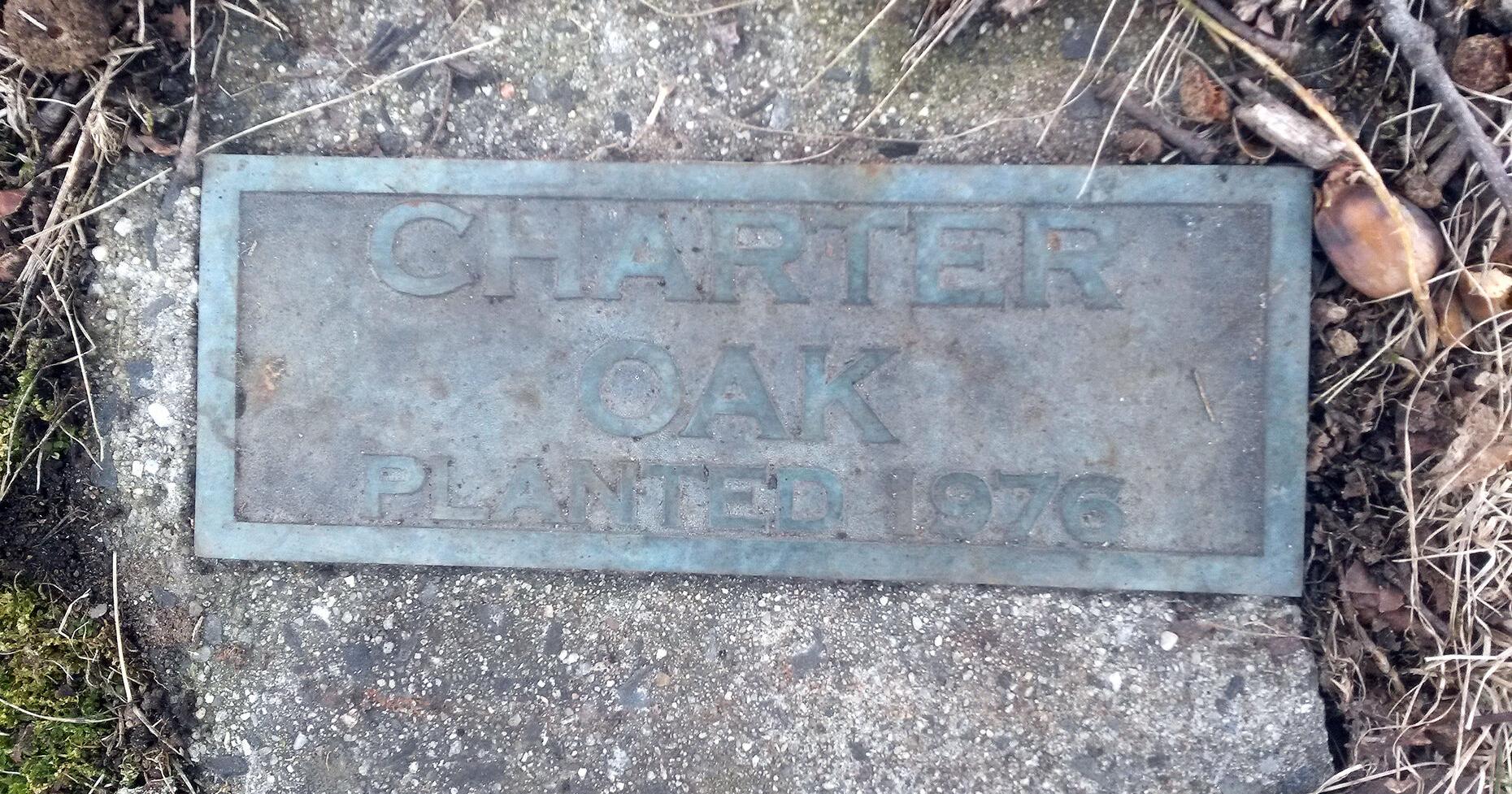In Woodbury: Residents Unearth and Restore Marker for Charter Oak Tree - Vimarsana News