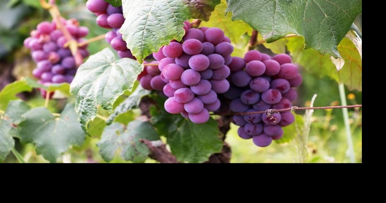 AI-powered grape ripeness detector aims revolutionize wine industry