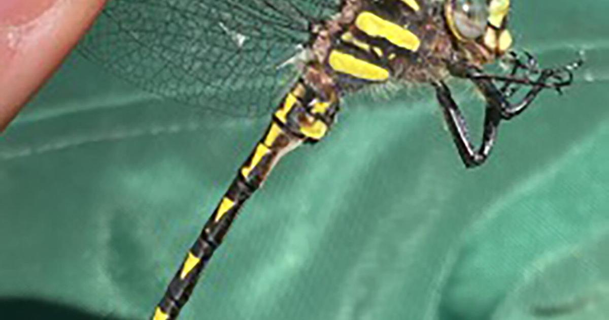 Dragonfly Conservation Science Survey July 12 at Steep Rock
