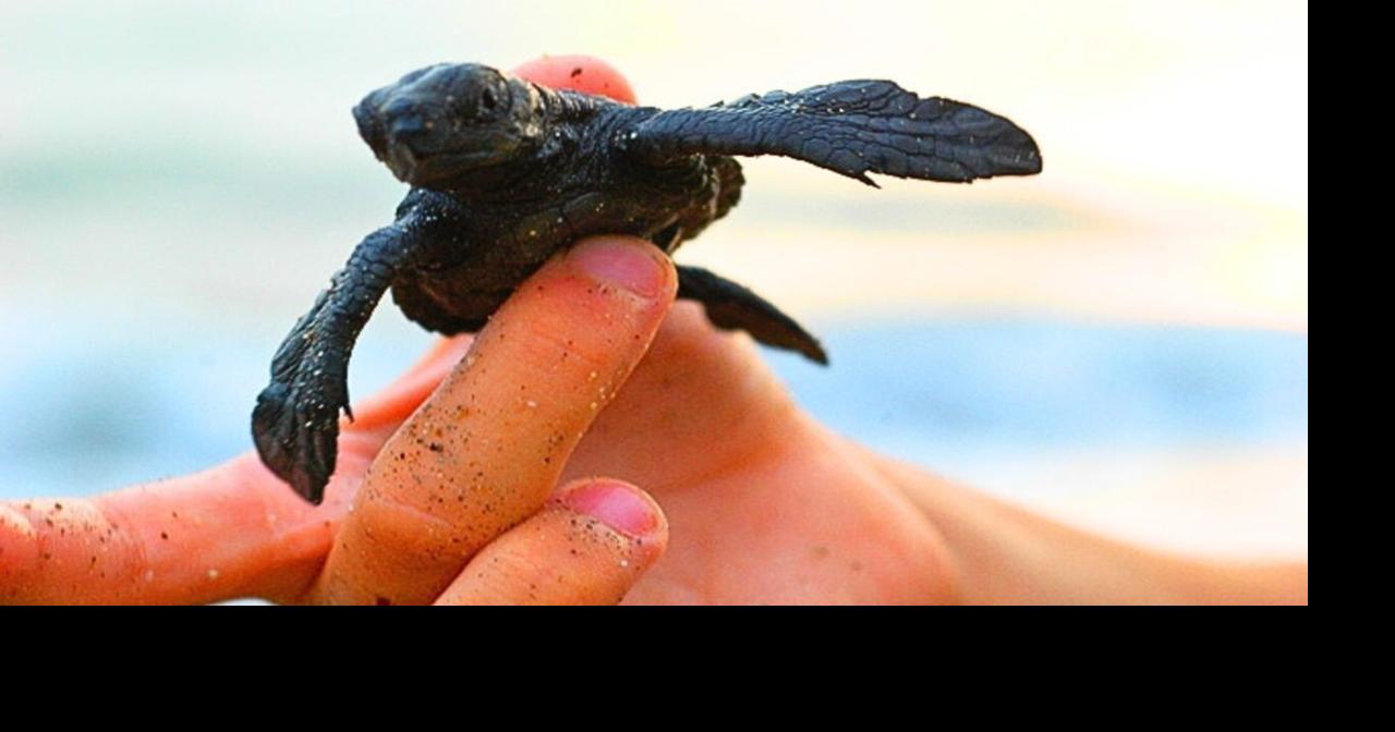 It’s World Turtle Day and the News Is Actually Good