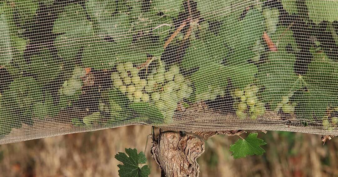 People are willing to pay more for climate-proof wine, study shows
