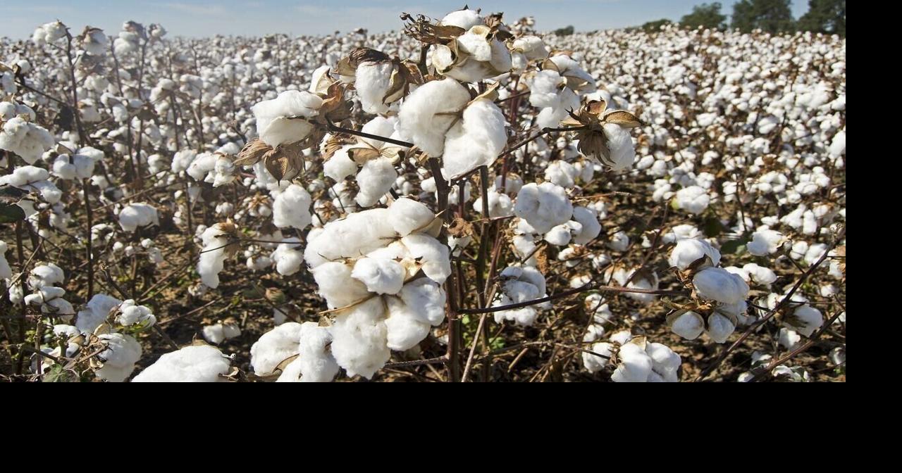 Cotton acres up this year