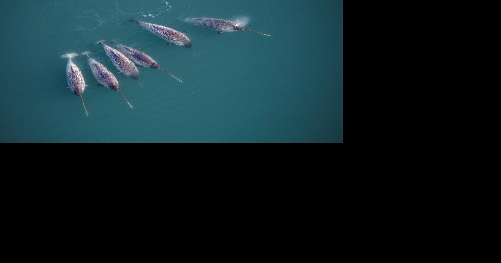 Why does a narwhal’s tusk twist and what’s it made of?