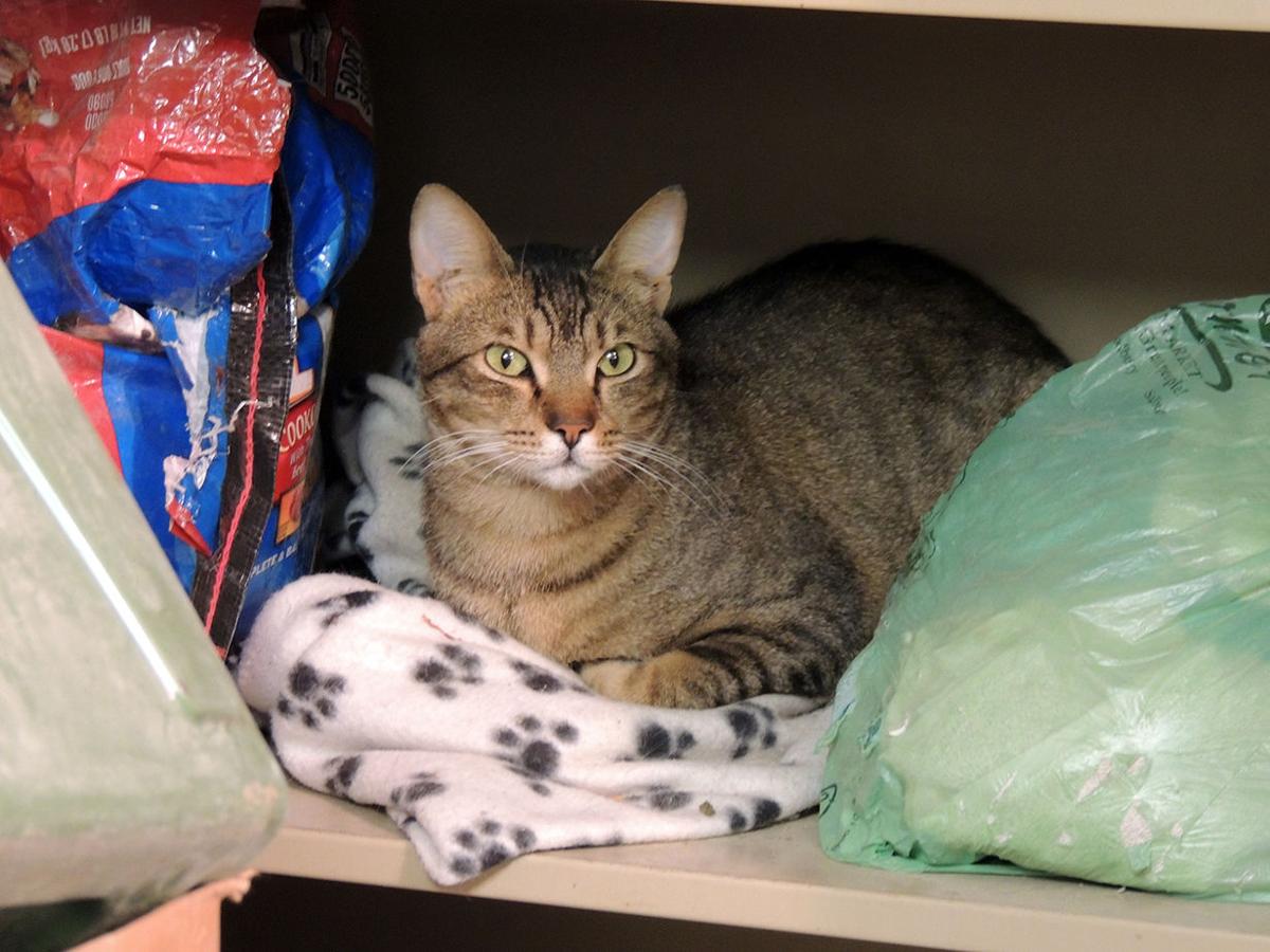 Woodbury Named In Lawsuit Over Wolcott S Seizure Of Cats Top Stories Primepublishers Com