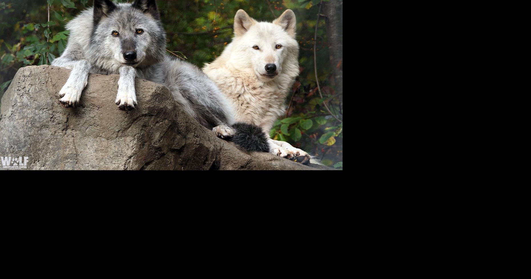 Library to Host Virtual Field Trip to Wolf Conservation Center ...