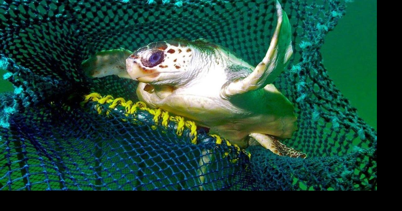 How new fishing tech can reduce bycatch of turtles and other creatures