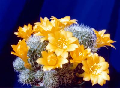 Annual Cactus Succulent Show Will Open April 1 At Nvcc Garden Primepublishers Com