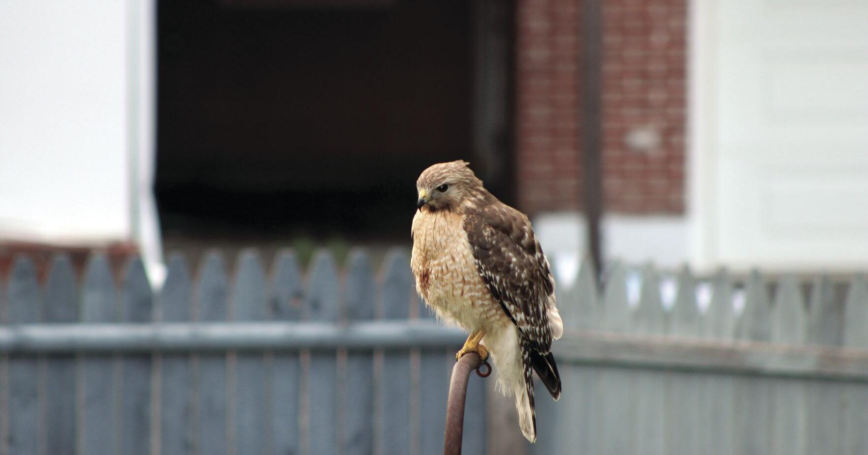 HAWK SEASON - Vimarsana News