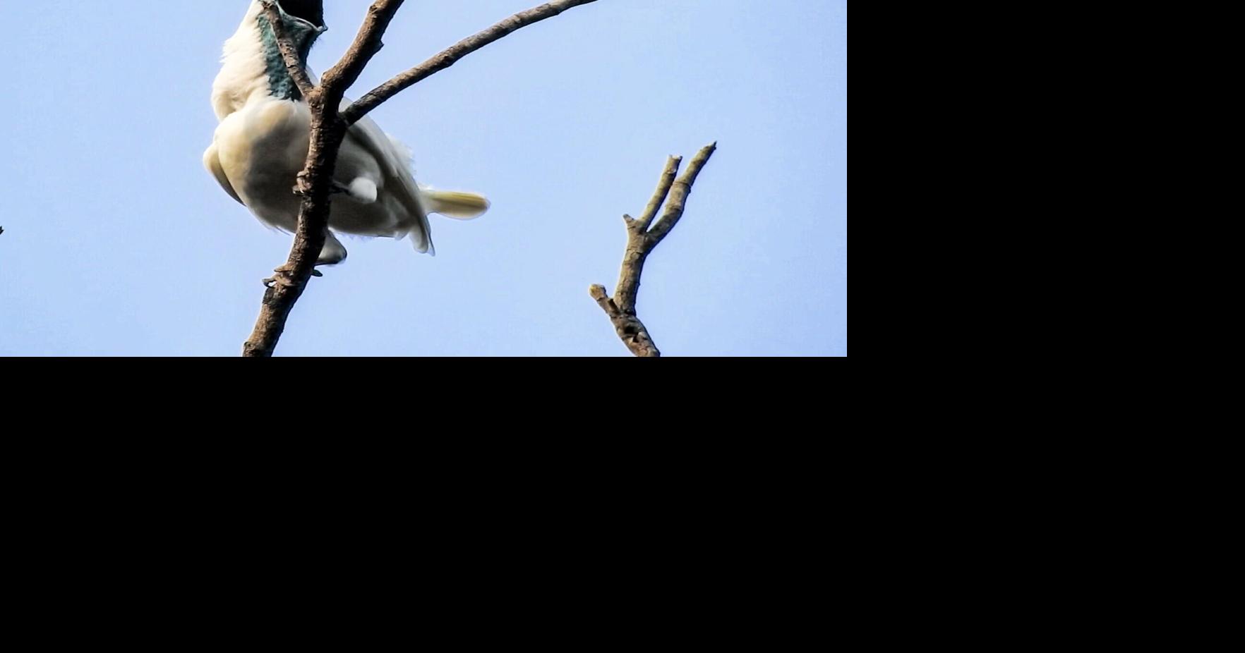 Which bird is loudest? Scientists measured 123 species to find out ...