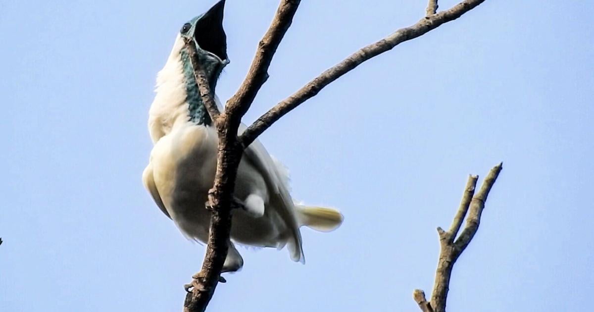 Which bird is loudest? Scientists measured 123 species to find out ...