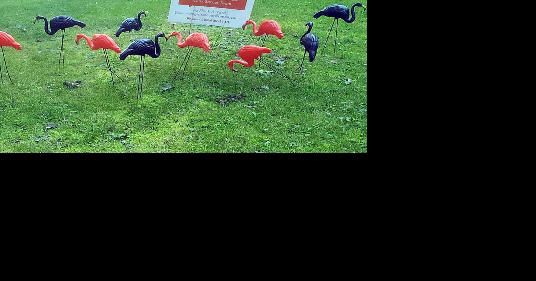FLOCKING FUN | Local Sports | primepublishers.com